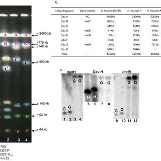 citrobacter freundii biochemical tests|Genetic Characterization of Atypical Citrobacter freundii .